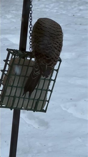 NORTHERN FLICKER #snow #winter