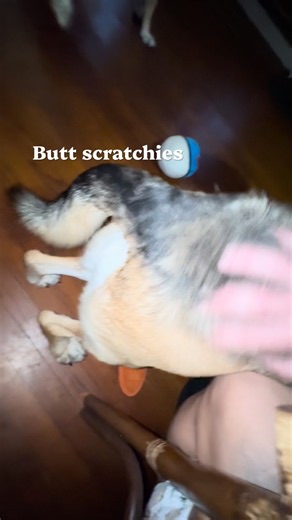 Doggo bootie #dog #doggo #gsd #germanshepherd #cute #funny #doglover #goodboy #dogshorts #relatable