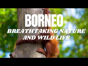 Borneo's Untouched Paradise | Discover Breathtaking Nature and Wildlife