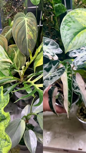 Philodendron Tortum Variegated Care Guide