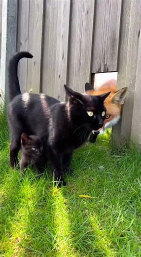 From the Tree Above — A Possum’s Drop Turns into a Fatal Mistake 🌳😳