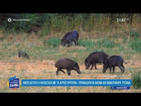 Ανεξέλεγκτη η κατάσταση με τα αγριογούρουνα - Προκαλούνται ακόμα και θανατηφόρα τροχαία | 30/01/2026
