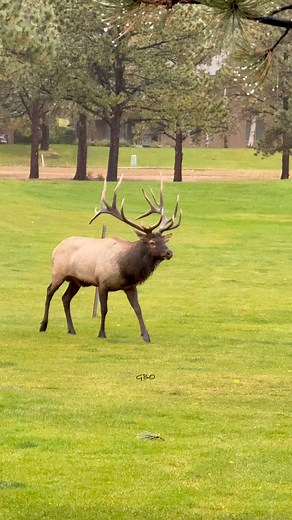 Watching such a giant bull is an incredible experience. We’re so fortunate to get to do what we love for a living! #Photography #wildlife #nature #colorado #goodbull #elk #bullelk #wapiti #fblifestyle | Good Bull Outdoors