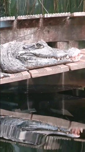 CROCODILE GROWLING | Sound Effect [High Quality] #soundeffects #subscribe #crocodile #remington