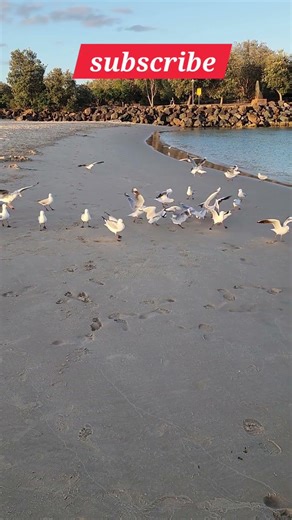 Seagulls in Action at the Beach🕊️🌊 | Funny & Relaxing Moments 😃 #shorts #seagull #aussieshore