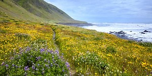 Backpacking the Lost Coast Trail - Everything you Need to Know