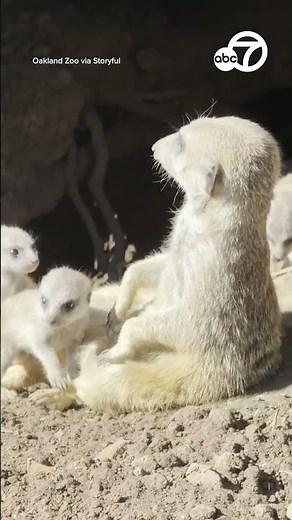Oakland Zoo's meerkat pups are beginning to venture out