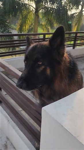 #germanshepherd #gsds #gsd #dog #india