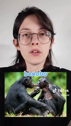 Il Mistero del Bacio tra Animali: Scimpanzé, Bonobo e Altri Segreti della Scienza