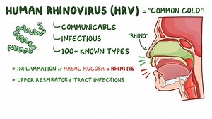 Video: Rhinovirus - Video Explanation! | Osmosis | Osmosis