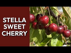 Stella Sweet Cherry - A Self Pollinating Mid-Season Cherry