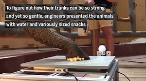 15K views · 282 reactions | How elephants' trunks can be so gentle: https://fcld.ly/vtzlr77 #ScienceMagArchives (Happy #WorldElephantDay!) | Science | Facebook