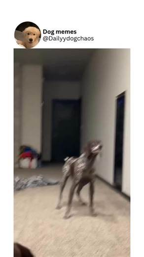 Dogsrunthispage on Instagram: "💩 Did You Know? Your dog’s poop says a lot about their health! A perfect poop should be firm, shaped like a log, and easy to pick up — not too hard, not too mushy (yep, the “Goldilocks” of poop!). If it’s too runny or has weird colors, your pup might be telling you something’s off. Also, dogs actually use poop to mark territory — it’s their natural “text message” to other dogs. So next time you’re cleaning up after your furry friend, remember: that little pile is 