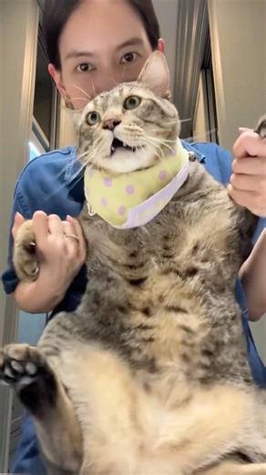 mimi cat 🐱 #cats #cute cat #meow #kitten #kitten #cat video #cat life #cat owner #pet lover