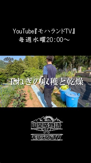 玉ねぎの収穫と乾燥の方法！#たまねぎ #家庭菜園