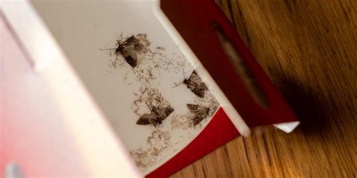 Pantry Moths Are the Bed Bugs of Your Kitchen—Here's How to Stop Them