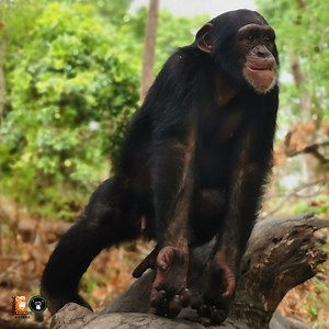 27K views · 1.5K reactions | Humans VS our closest cousins, what's...