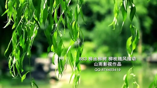 883 柳树柳枝 柳丝随风摆动 柳叶 旧时思绪 美好回忆 实拍视频素材