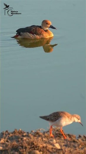 Unexpected Duo #birds #nature #shortsfeed #shorts