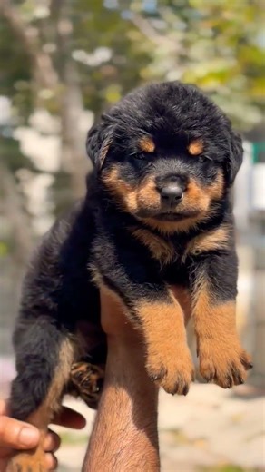 8810623046 Rottweiler puppy booking open strong guard dog breed vaccinated trained#pet#viral