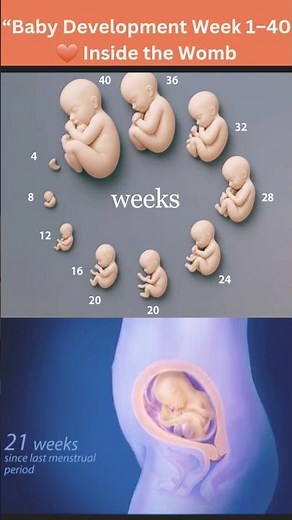 Week 1 to Week 40 Pregnancy | Fetal Development & Baby Growth Inside the Womb #pregnancy #ytshorts