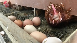 Sheboygan home to farm-to-table hot spots