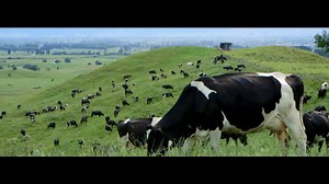 7.9K views · 241 reactions | "Dairy farming is not just a job, it's a way of life." Happy Friday to all of the awesome dairy farmers around New Zealand. Have a great weekend. | DairyNZ | Facebook