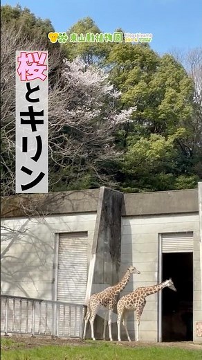 【東山動植物園公式】桜と動物たち～2026～《 アミメキリン インドサイ ライオン 》 #short #お花見