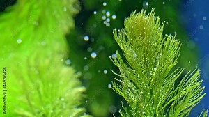 Beautiful freshwater plant Myriophyllum aquaticum exudes bubbles oxygen. Process of photosynthesis of the aquarium plants in an aquarium. Macro shot of aquarium plants over blue background.