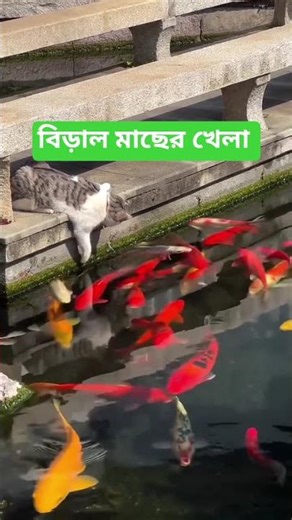 বিড়ালের সাথে মাছের খেলা #tendingvideo #fish #cat