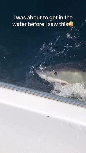 9.2K views · 56 reactions | #sharkconservation #helpsavesharks #nature #discoversharks #sharkweek #animalkingdom #divinggirl #divingtime #scubadiving #scubagirl #scubagirls #scubalife #uwvideo | Oceanic Society | Facebook