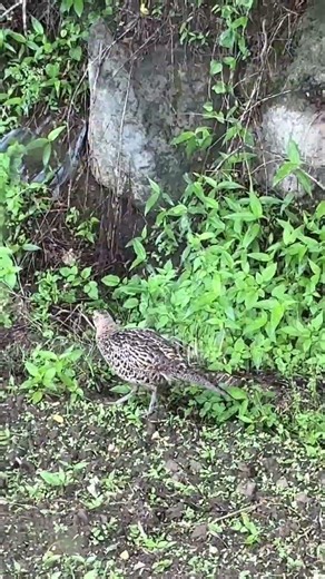 小さなヒナとキジの親子