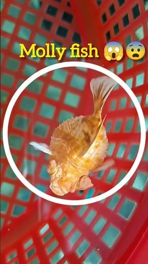 exotic Molly fish variety😊🤗💛❤||different types of molly and colors