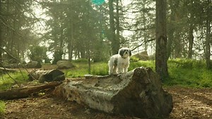 1.1M views · 530 reactions | Small dogs live large. Feed them right with Pedigree Small Dog. | Pedigree US | Facebook