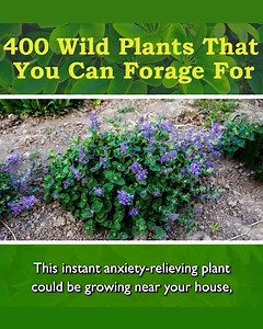 153K views · 735 reactions | Foraging isn’t only a cool new skill to...