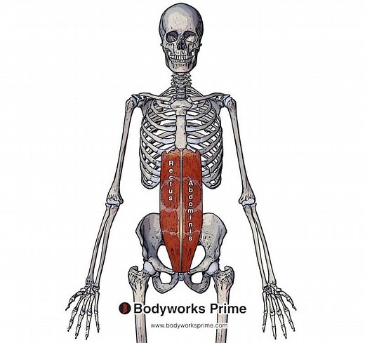Rectus Abdominis Muscle Anatomy - Bodyworks Prime