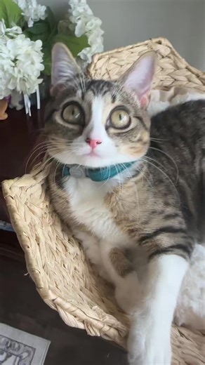 👀👀 #cat #catsoftiktok #viral