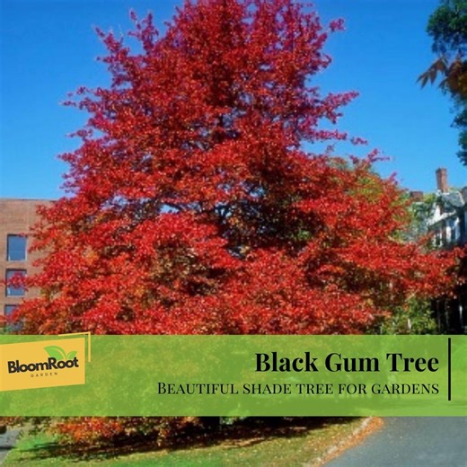 Black Gum Tree, Nyssa Sylvatica, Deciduous Shade Tree, Garden Plant (1 Quart) - Etsy
