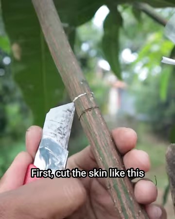 Marcotting mango | Grafting Examples