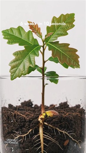 Acorn Germination Time-Lapse | Real Oak Sapling Growth From Seed (Macro 4K)