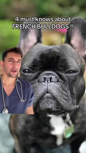 4 Must-Knows About French Bulldogs: Cost, Breathing, Exercise, Health