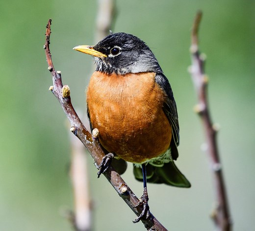 14 Birds That Are ORANGE in the United States! (ID Guide)