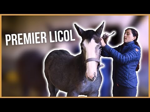 La technique pour mettre le licol à un poulain pour la première fois