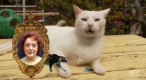 Telepathic Cat Commercials