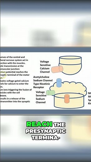 Synaptic transmission: Voltage-Gated Calcium channels