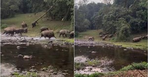 Caught on camera: Wild elephants run away as firecrackers explode during festival in Kerala