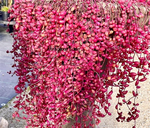 2”, 4”, 6” Pot of Othonna Capensis 'ruby Necklace' Succulent: String of Rubies - Etsy