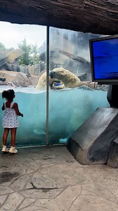 I couldn’t believe how active these polar bears 🐻‍❄️ were! Come to the STL ZOO in the mornings yall!! #zoo #StlZoo #zoodayfunday #ZooDayFun #zookeeper #zoolife #viral #reelsfypシ #fypreelsシ゚viralシ | Danielle Martin