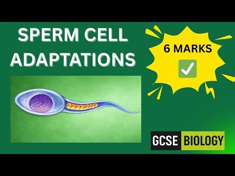 GCSE Biology | Sperm Cell Adaptations (6 Marks)