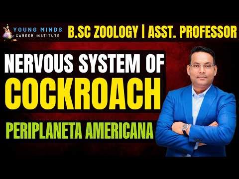 Nervous System of Cockroach | Periplaneta americana